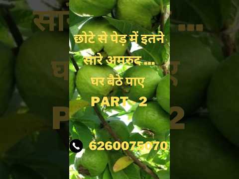 Allahabad Safeda Guava Plant