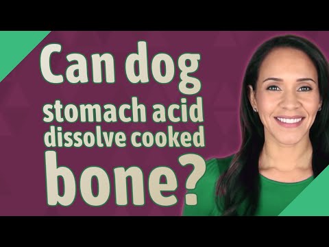 YouTube video about: Can dog stomach acid dissolve wood?
