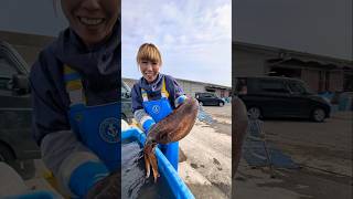 アオリイカ情報🦑新潟県糸魚川市 #新潟 #親イカ #アオリイカ