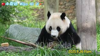 Download lagu 2025年9月26日 mp3