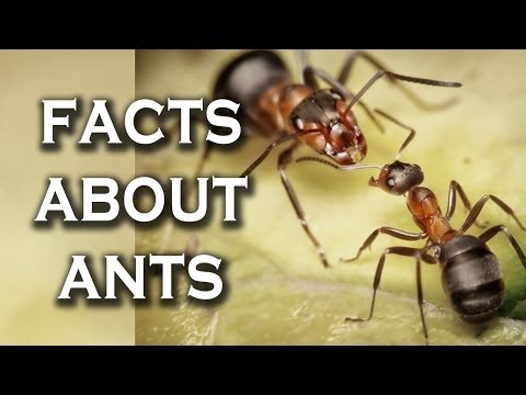 Top 10 Awesome Facts You Didn't Know About Ants