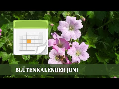 Blütenkalender Juni -  Rosen, Jasmin, Salbei, Glockenblumen