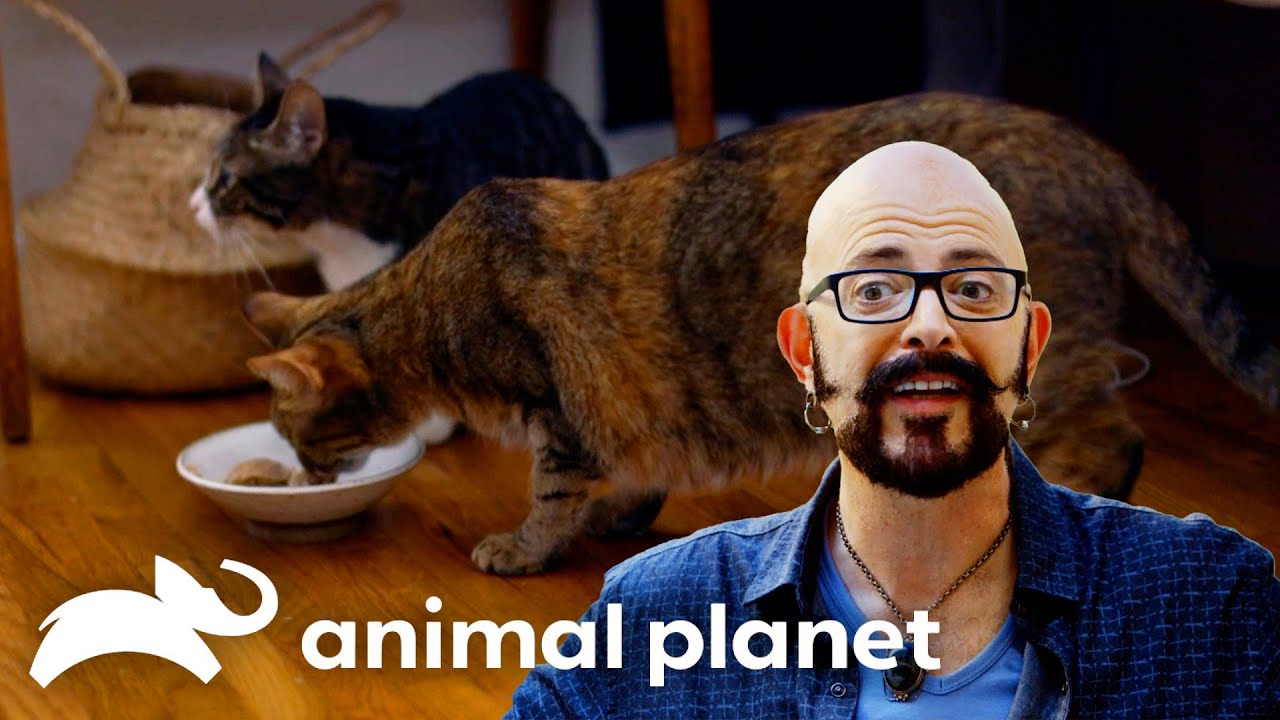 Kitty Can't Stop Stealing Food | My Cat From Hell | Animal Planet