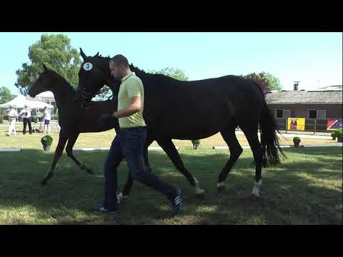 Sudweyher Fohlenschau 2019 - Kat.-Nr. 03