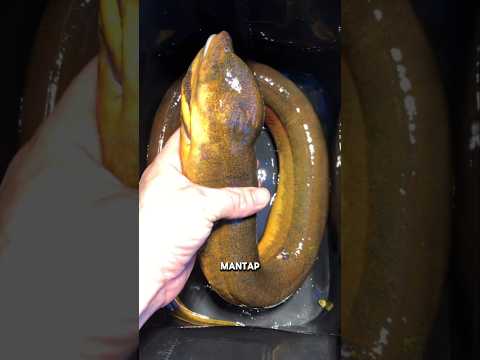 VIRAL: FISHING FOR AN EL, CATCHING AN ELDER'S ARM-SIZED CATCH