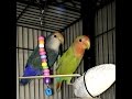 How to get your new adult  lovebird pair to start breeding faster.