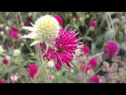 VÅNSJÖ FJÄRILSTRÄDGÅRD