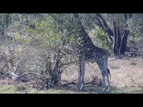 Djuma: Giraffe and Impalas feeding across the dam and Hippo with Oxpecker - 14:57 - 08/31/2023