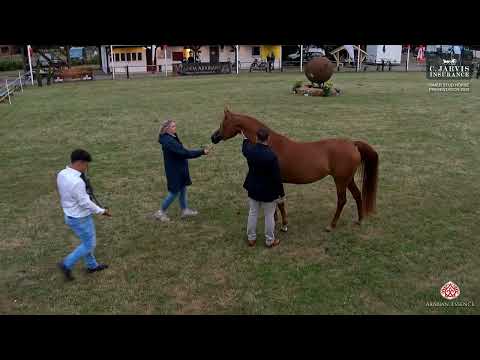 Ströhen 2025 Ismer Stud Horse Presentation   Class 2