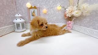 ハーフ犬の動画01