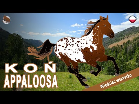 , title : 'KOŃ APPALOOSA, ulubione konie plemienia Nez Perce, RASY KONI'