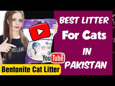Best  Cat Litter  in Pakistan | How To Train Your Cat To Use A Litter Box | #Bentonite