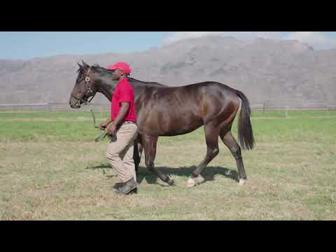 Lot 179 Rafeef AUS ex Springs Of Carmel