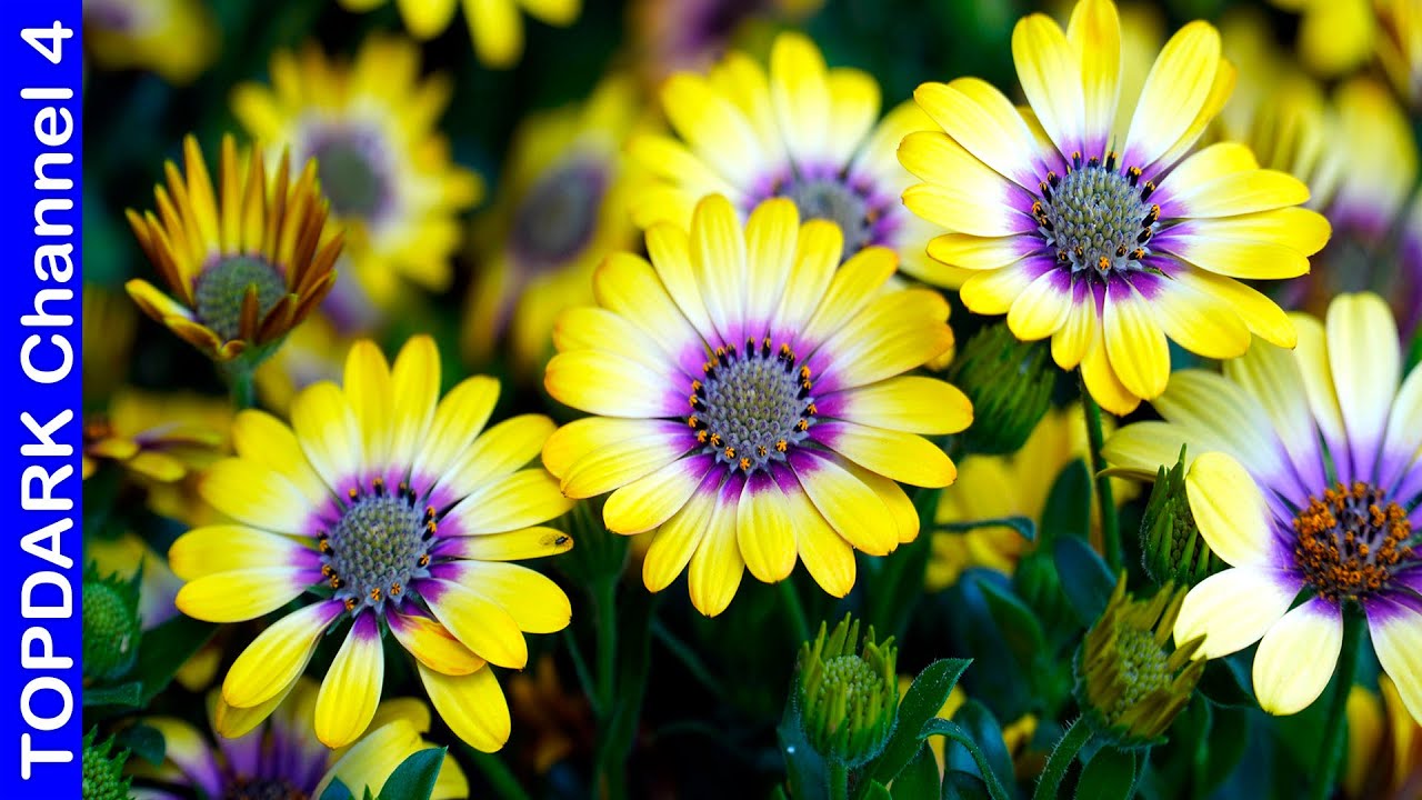 10 Beautiful Types of Daisies