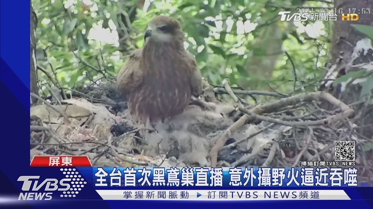 全台首次黑鳶巢直播 意外攝野火逼近吞噬