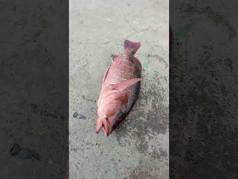 Catching the Big Red Snapper Fish in Sea #fishing #fishingvideos #thoondilulagam #seafishing