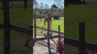 Download lagu Giraffe taking a piss mp3