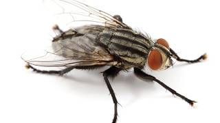 Flesh Fly