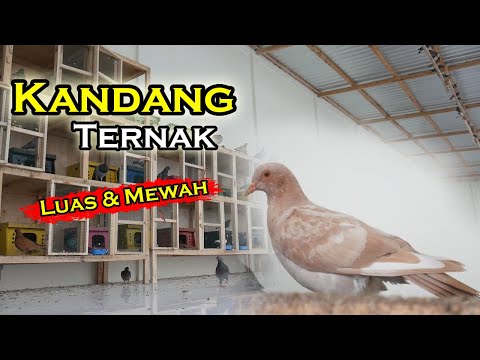 , title : 'KANDANG TERNAK BARU TEAM KENWOOD SANGAT LUAS'