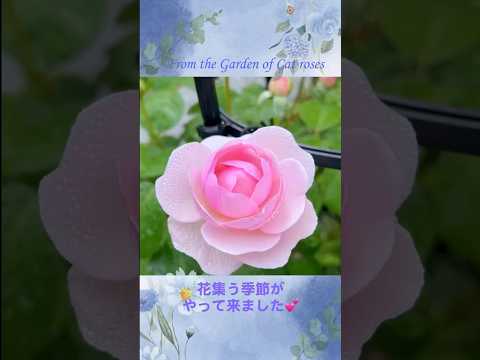 自然に近い有機的で環境に優しい庭園を作るスローなガーデニングトレンド 天然肥料 自家製肥料 イラクサ堆肥 リサイクル廃棄物