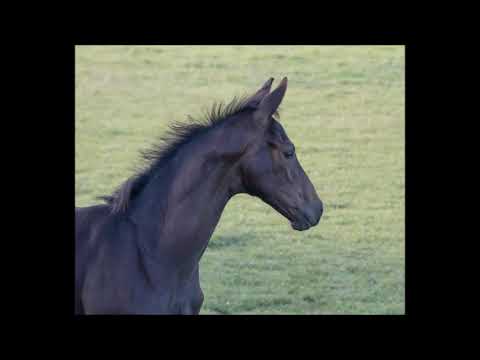 Silance GS van About You RS2 x Vivaldi x Osmium