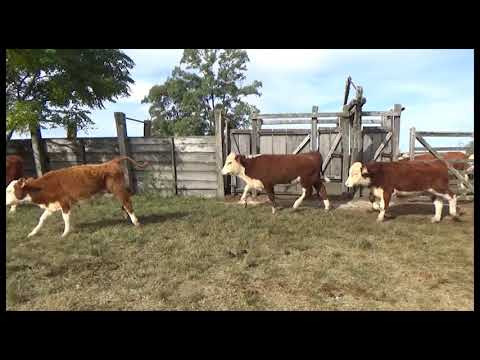 Lote 47 Terneros  HEREFORD Y 7 CRUZAS: 4 C/ R. ANGUS Y 3 C/ NORMANDO 218kg - , Canelones