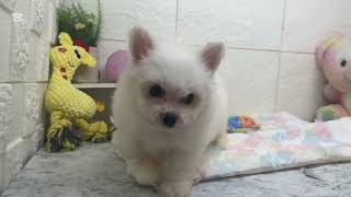 ハーフ犬の動画01