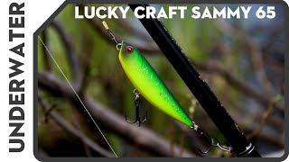 Miniature de la vidéo Animation et action de nage du Sammy