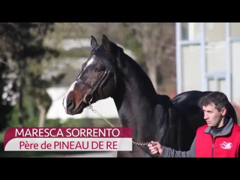 MARRESCA SORRENTO,Père de PINEAU DE RE (Grand National de Liverpool (Gr.3), Aintree)