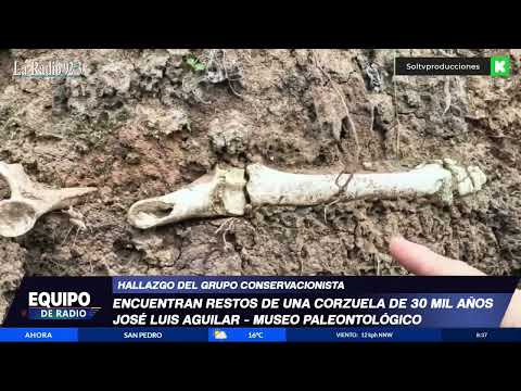 Encuentran restos de una corzuela de 30000 añs de antiguedad