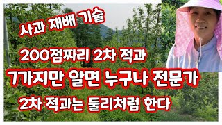 홍로사과 2차적과 하는방법 주의할점 누구나 쉽게 할수있는 꿀팁 사과농사 결정타 [사과재배방법]