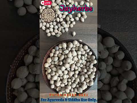 Putranjiva Roxburghii Seeds