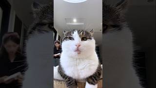 #cat #cute #catvideo #cutecat #funnyvideo #funny #pets