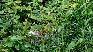 Ayles Brook – where’s the brook?