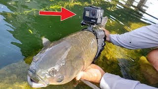 I Strapped a GoPro on a Fish