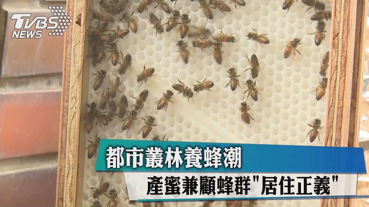 都市叢林養蜂潮 產蜜兼顧蜂群「居住正義」