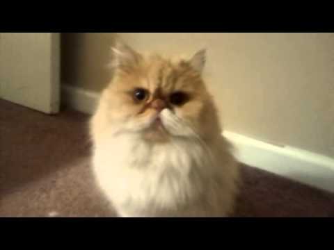 Persian cat breathing problem