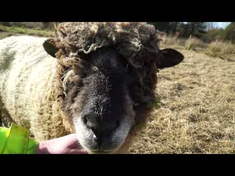 #ryelandsheep #sheep #smallholding Mavis the ryeland