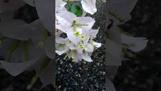 Download lagu kehadiran cinta❤️❤️❤️ hal sederhana adalah kesabaran#shorts mp3