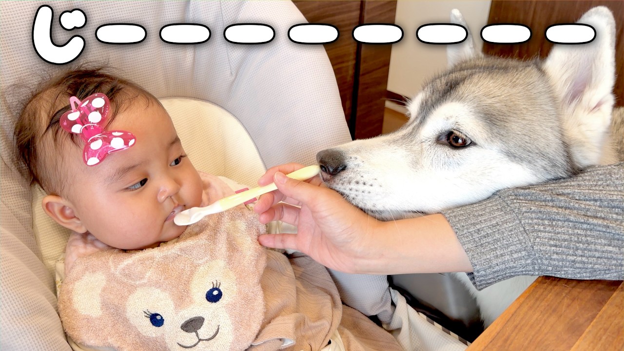 隣からの圧に耐えつつ、初めてのご飯に挑む０歳児がこちらです笑