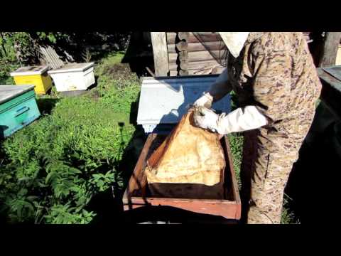 Объединяю основную безматочную семью с небольшим отводком под запах самогонки.