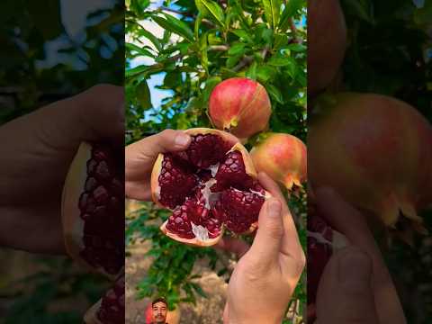 Amazing pomegranate cutting skills #shorts #viral #ytshorts #shortsvideo