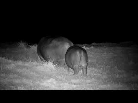 Djuma: Two Hippos, Scrub Hare, Waterbucks and Impalas - 23:38 - 11/06/2022