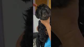 Video preview image #1 Pekingese-Unknown Mix Puppy For Sale in Jackson, MS, USA