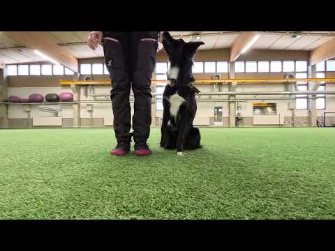 Sylvin Toko vk 6 2025