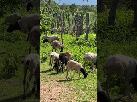 SERTÃO PACUJÁ CEARÁ  #campo  #nordeste #ceara
