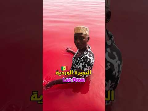وصلت البحيرة الوردية #brahimlogia