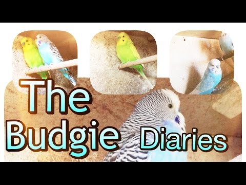 The budgie breeding diaries pairing up our budgies