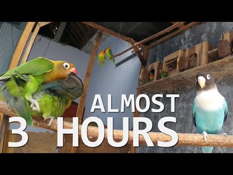 Lovebirds Sounds 2 Hours - October 2 2018