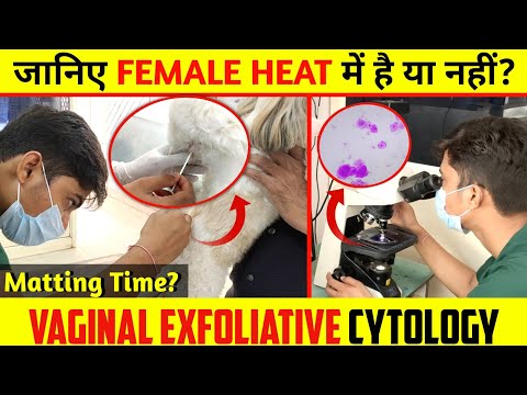 Vaginal Exfoliative Cytology || Dog Mating Time || Breeding Advice ll #worldveterinaryday #doctor
